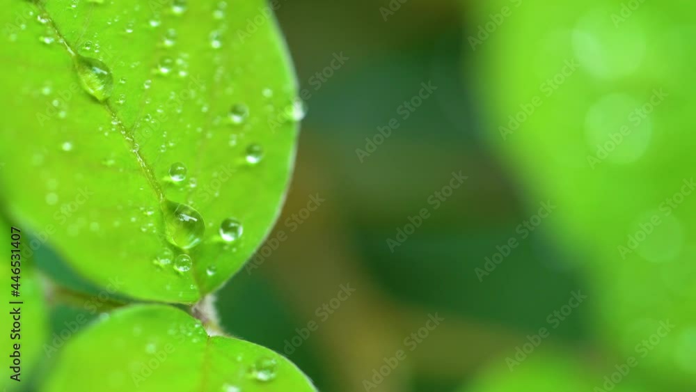 Droplet on the leaf in the rainy day Droplet on the leaf in the rainy day