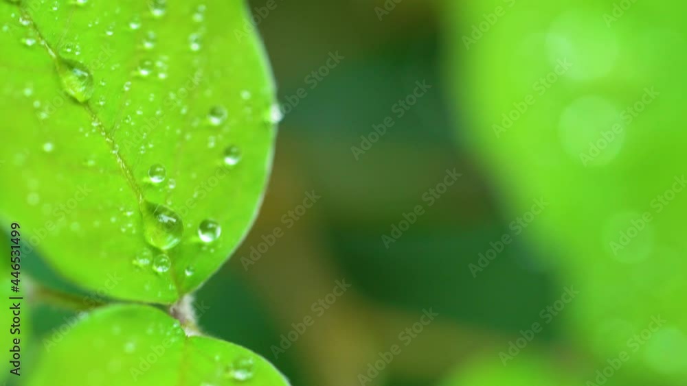 Droplet on the leaf in the rainy day Droplet on the leaf in the rainy day
