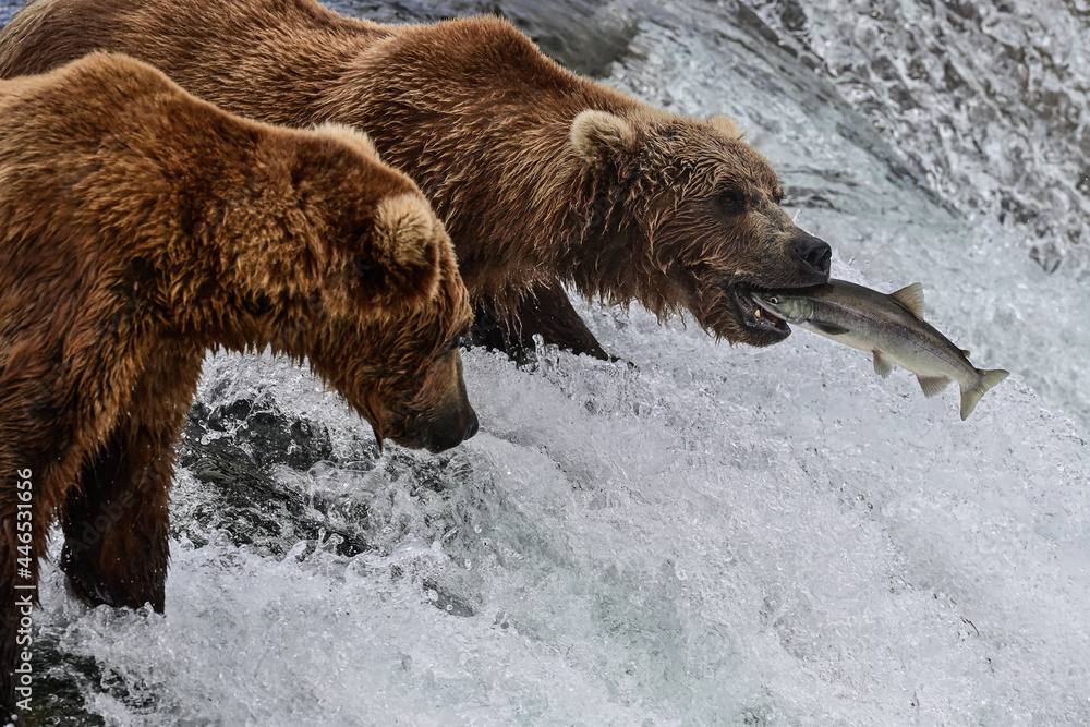 Alaska Grizzly Bear - Ursus arctos gyas Alaska Grizzly Bear - Ursus arctos gyas