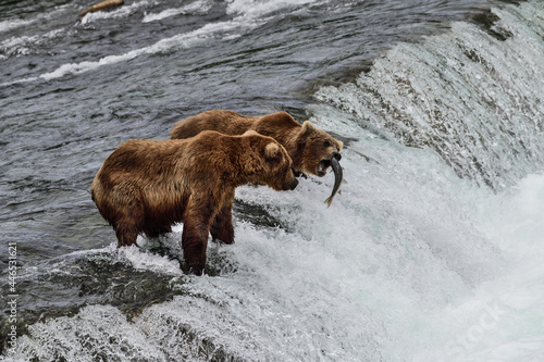 Wallpaper Mural Alaska Grizzly Bear - Ursus arctos gyas Torontodigital.ca