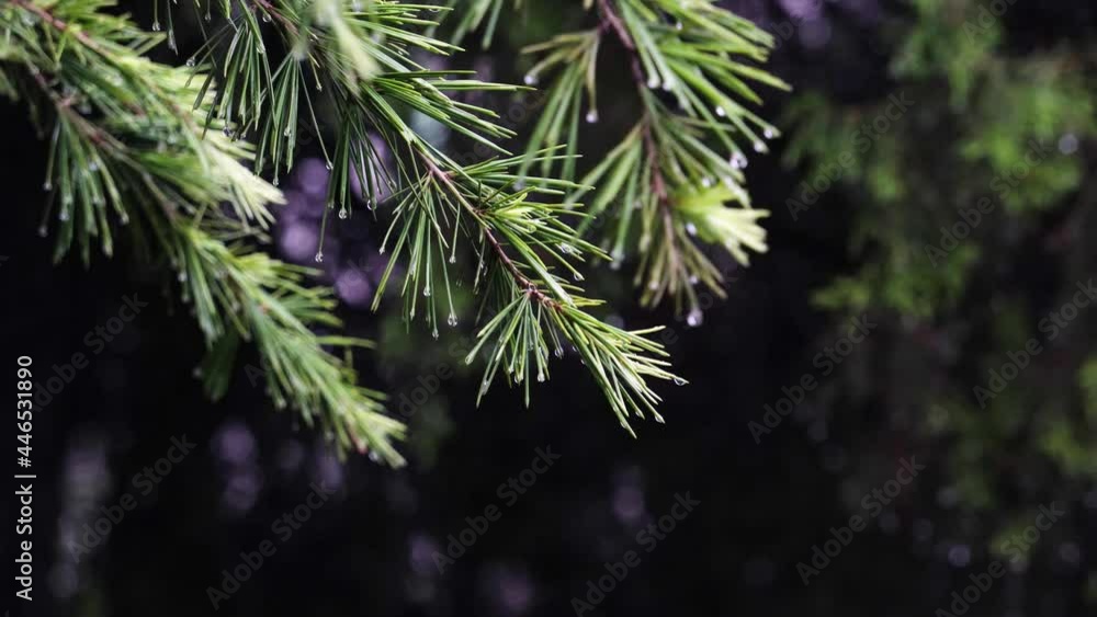 In the rain, the pine branches were full of water In the rain, the pine branches were full of water