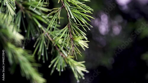 In the rain, the pine branches were full of water