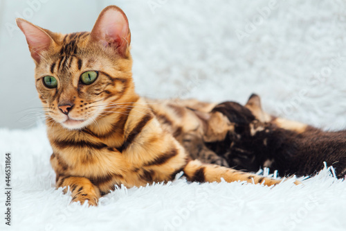 Bengal cat with her little kittens laying on the white fury blanket