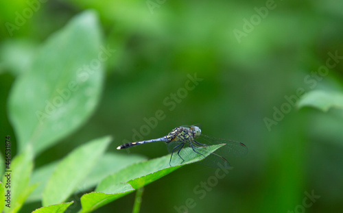 dragonfly on a green leaf © Champ