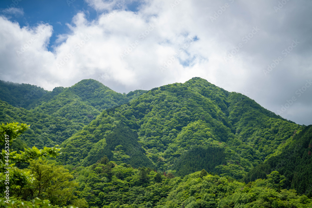 檜洞丸の初夏の登山道の風景 Scenery of the Hinodomaru trail in early summer 檜洞丸の初夏の登山道の風景 Scenery of the Hinodomaru trail in early summer