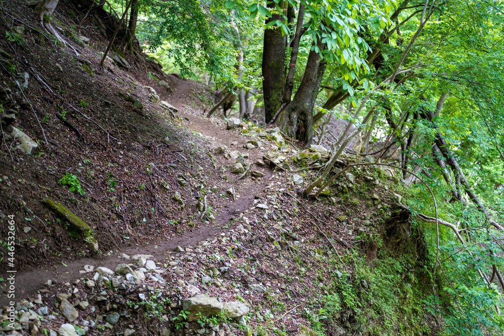檜洞丸の初夏の登山道の風景 Scenery of the Hinodomaru trail in early summer 檜洞丸の初夏の登山道の風景 Scenery of the Hinodomaru trail in early summer
