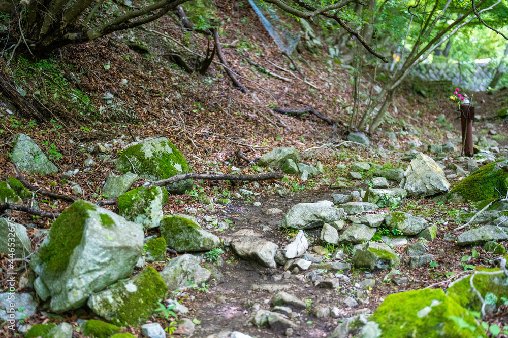 檜洞丸の初夏の登山道の風景 Scenery of the Hinodomaru trail in early summer 檜洞丸の初夏の登山道の風景 Scenery of the Hinodomaru trail in early summer