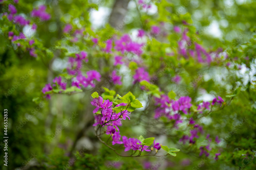 檜洞丸の初夏の登山道の風景 Scenery of the Hinodomaru trail in early summer