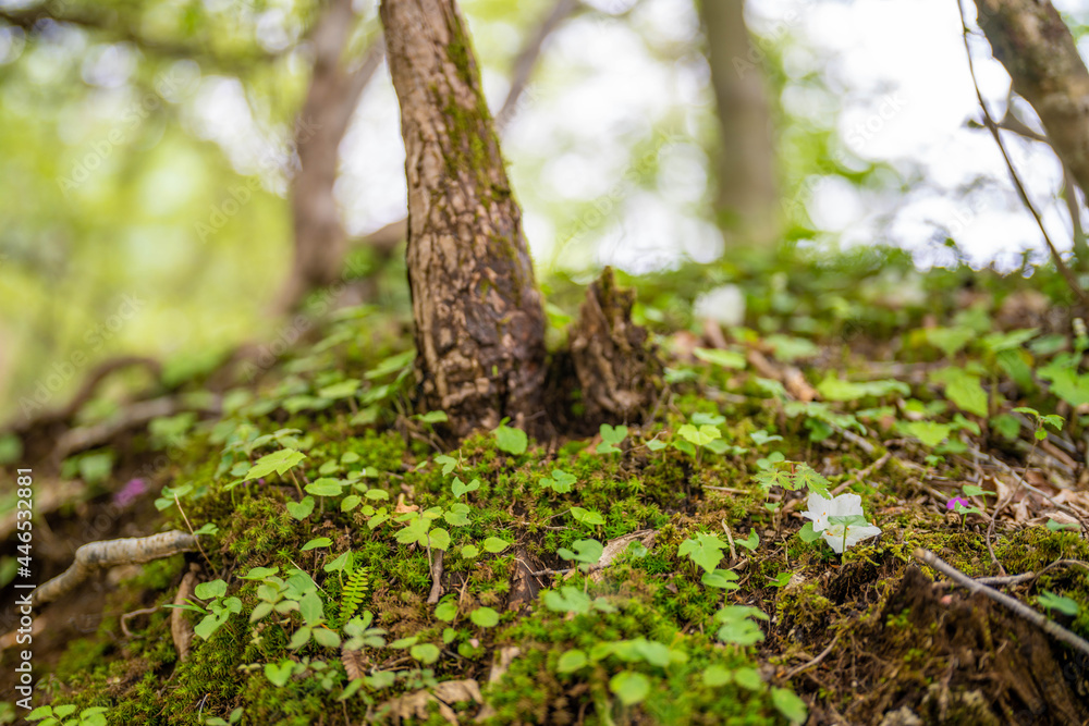 檜洞丸の初夏の登山道の風景 Scenery of the Hinodomaru trail in early summer