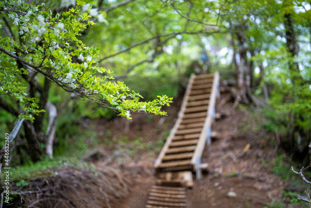 檜洞丸の初夏の登山道の風景 Scenery of the Hinodomaru trail in early summer 檜洞丸の初夏の登山道の風景 Scenery of the Hinodomaru trail in early summer