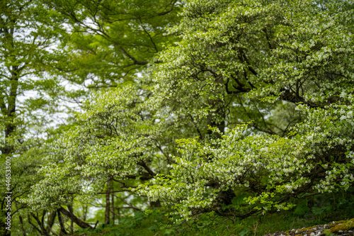 檜洞丸の初夏の登山道の風景 Scenery of the Hinodomaru trail in early summer © Hello UG