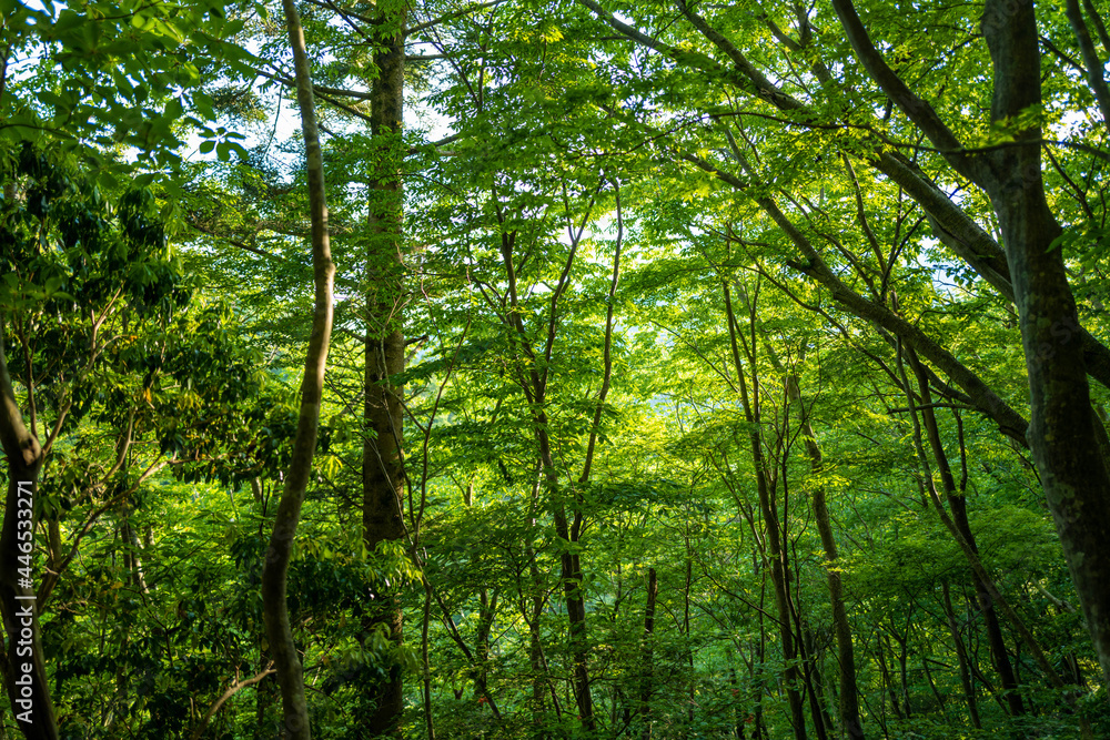 檜洞丸の初夏の登山道の風景 Scenery of the Hinodomaru trail in early summer 檜洞丸の初夏の登山道の風景 Scenery of the Hinodomaru trail in early summer