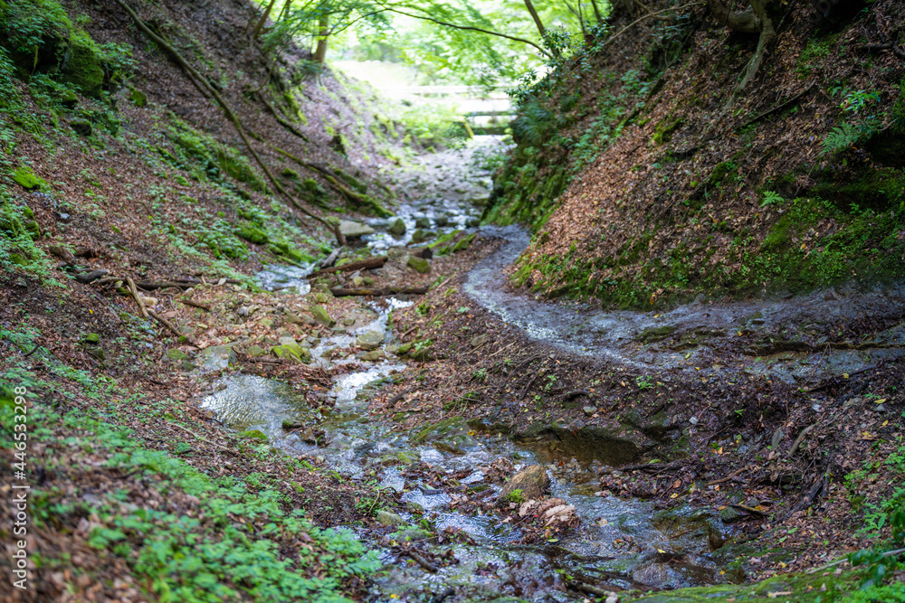 檜洞丸の初夏の登山道の風景 Scenery of the Hinodomaru trail in early summer 檜洞丸の初夏の登山道の風景 Scenery of the Hinodomaru trail in early summer