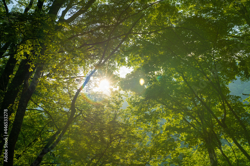 檜洞丸の初夏の登山道の風景 Scenery of the Hinodomaru trail in early summer