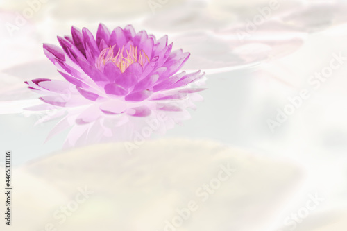 Art of the beautiful purple water lily or lotus flower use for abstract image for background.