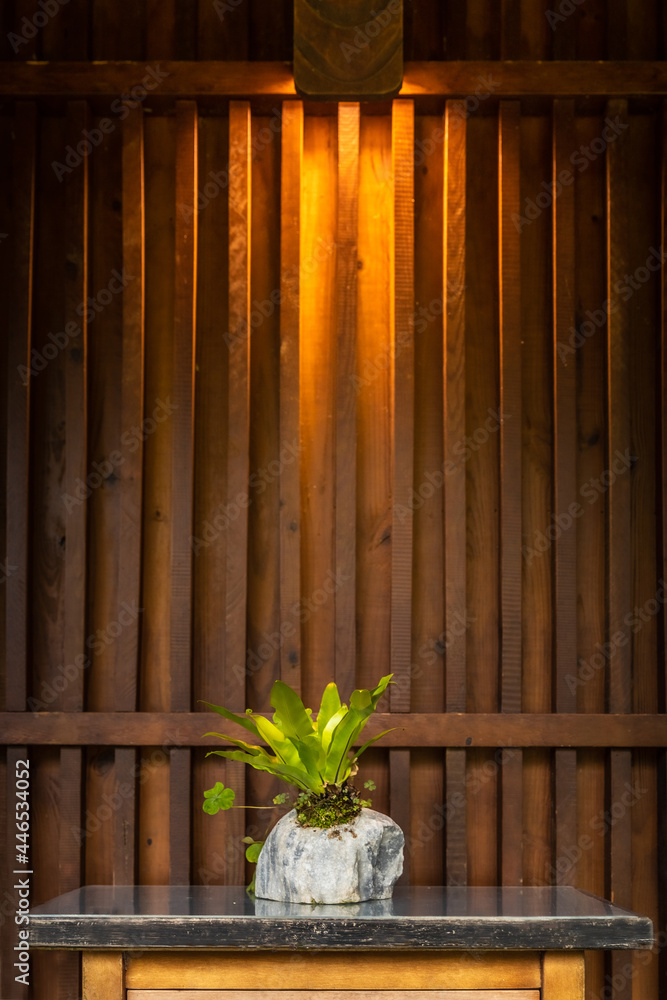 Grey potted houseplant on a dark table in dark brown wooden background with yellow soft light Grey potted houseplant on a dark table in dark brown wooden background with yellow soft light