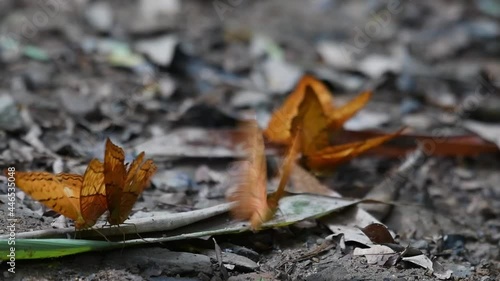 Broken wings, Yellow Rajah, Charaxes marmax, butterflies mating forest floor of its natural habitat, in Thailand, Southeast Asia. photo