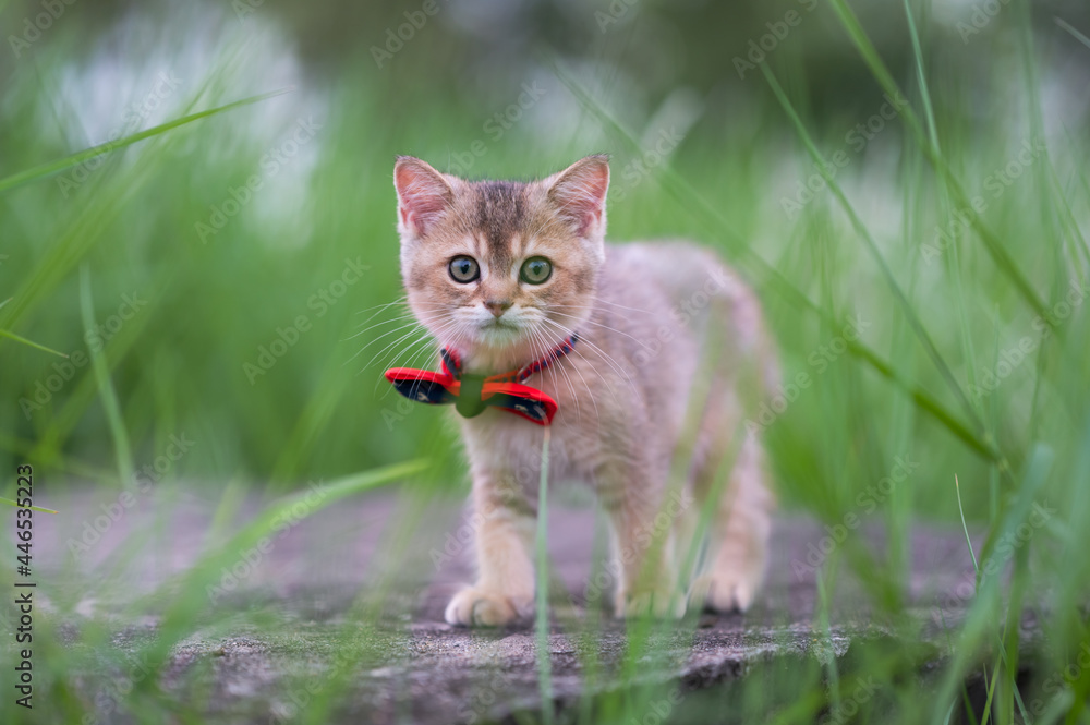 Kitten in a bow tie playing in the grass