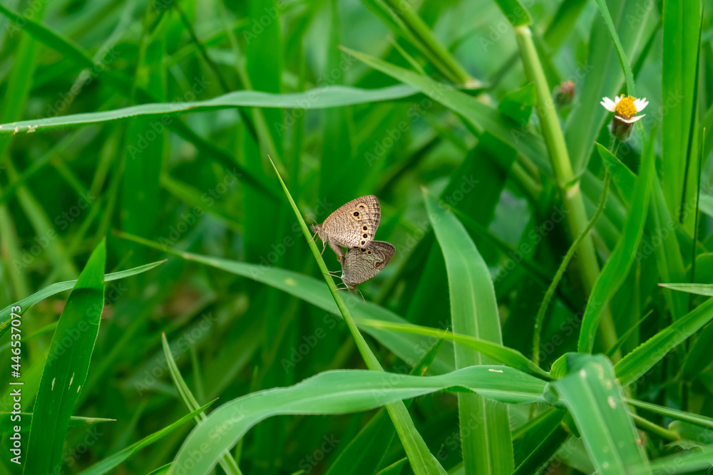 Male and female butterflies mate with each other Male and female butterflies mate with each other
