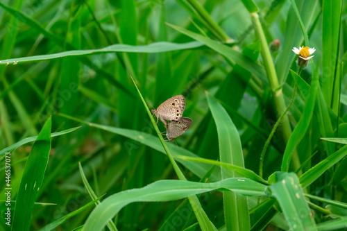 Male and female butterflies mate with each other