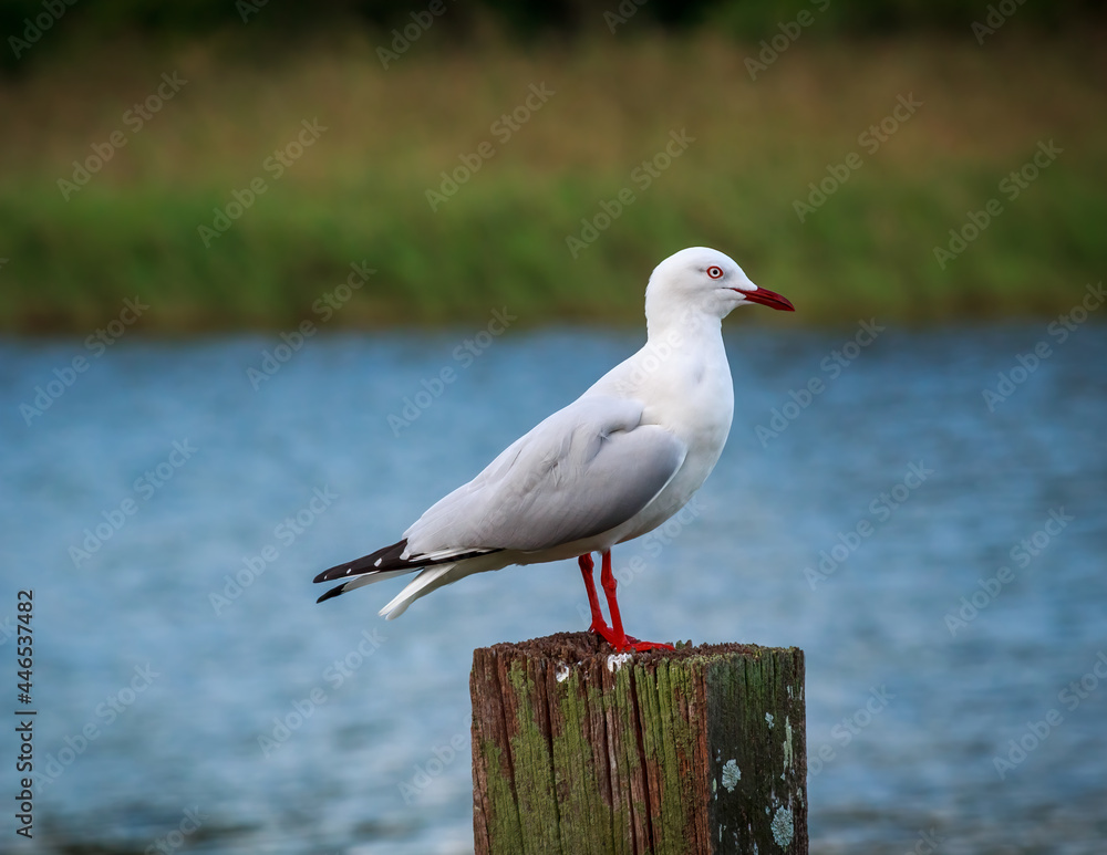 Fototapeta premium Seagull Standing on a Wooden Post