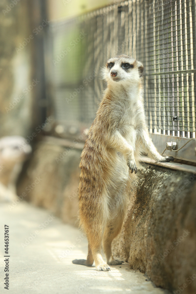 Fototapeta premium meerkat