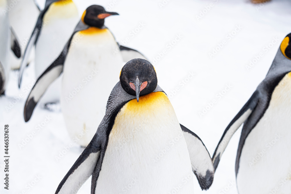 Obraz premium Group of penguins walking on white snow in north of Hokkaido, Winter, Japan.