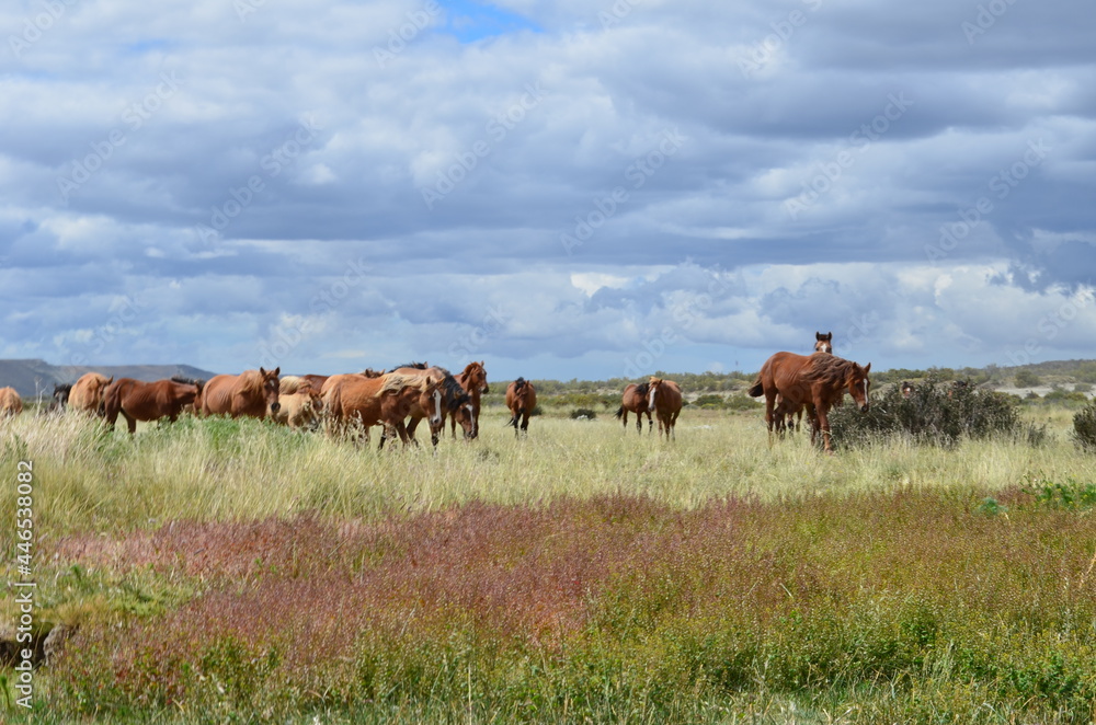 caballos