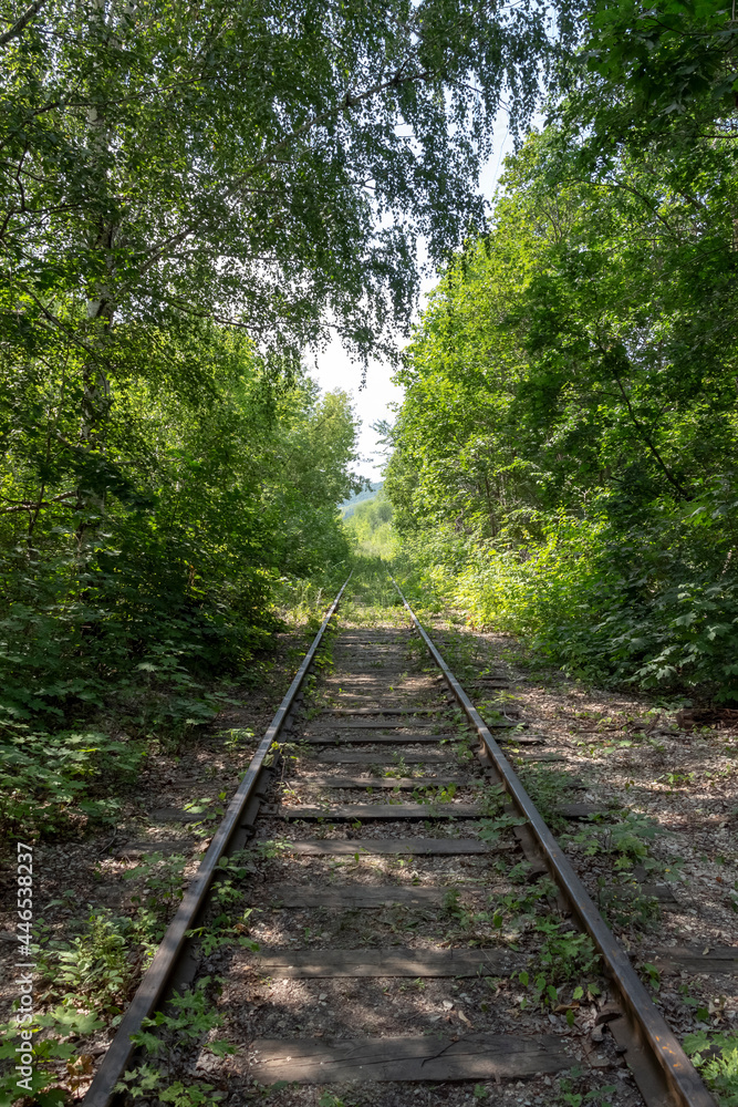 A line of an abandoned railroad overgrown with trees, bushes and grass. A line of an abandoned railroad overgrown with trees, bushes and grass.