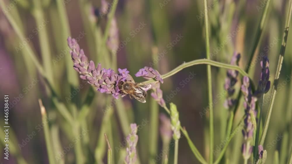 Bee pollination purple flower lavender in summer close up Bee pollination purple flower lavender in summer close up
