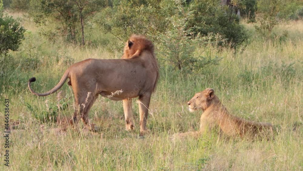Male African Lion guards his mate from other males nearby, dawn light Male African Lion guards his mate from other males nearby, dawn light