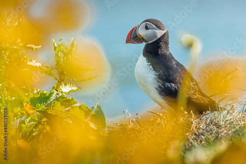 Colorful portrait of a beautiful puffin bird from Iceland, shot on a sunny day. Side view of a puffin, looking through the flowers. © Anze