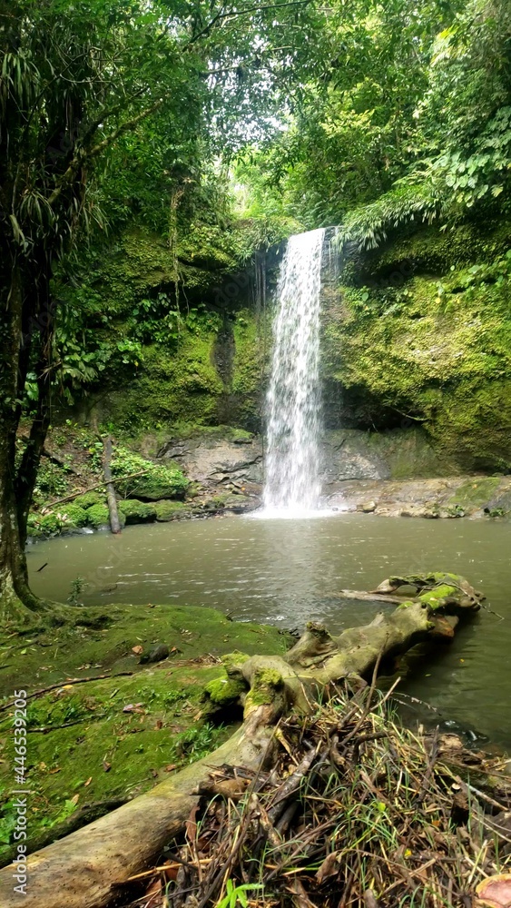 Obraz premium waterfall in the forest