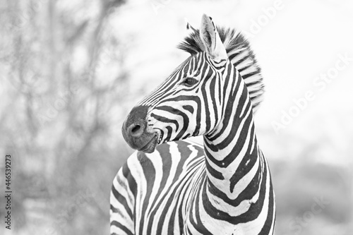 Zebra stallion looking to the right in Africa in black and white