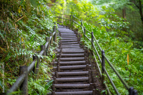                                         A view of the trail in early summer at Mt.Takao.