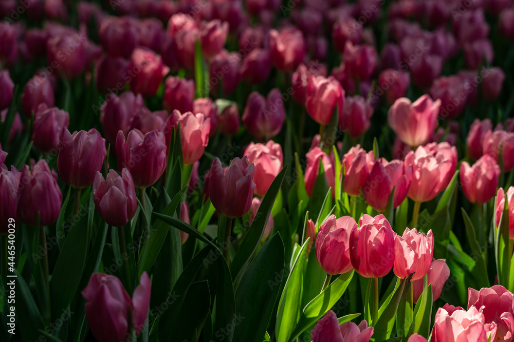 Lighting on pink Tulips