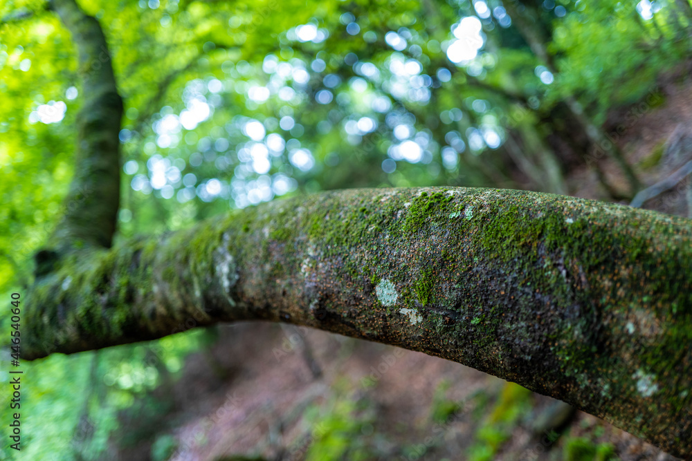 Fototapeta premium 愛鷹山黒岳の初夏の登山道の風景 View of the trail in early summer at Mount Ashitaka Kurodake