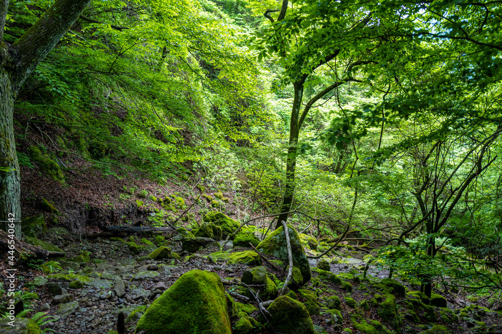 愛鷹山黒岳の初夏の登山道の風景 View of the trail in early summer at Mount Ashitaka Kurodake 愛鷹山黒岳の初夏の登山道の風景 View of the trail in early summer at Mount Ashitaka Kurodake