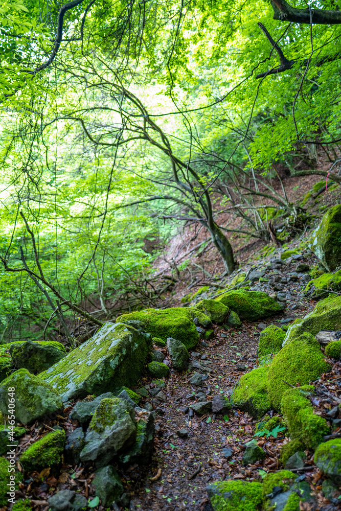 愛鷹山黒岳の初夏の登山道の風景 View of the trail in early summer at Mount Ashitaka Kurodake 愛鷹山黒岳の初夏の登山道の風景 View of the trail in early summer at Mount Ashitaka Kurodake