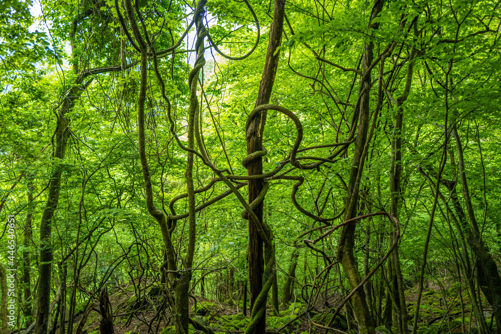 愛鷹山黒岳の初夏の登山道の風景 View of the trail in early summer at Mount Ashitaka Kurodake 愛鷹山黒岳の初夏の登山道の風景 View of the trail in early summer at Mount Ashitaka Kurodake