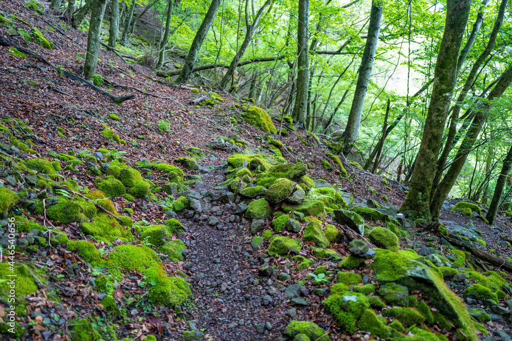 愛鷹山黒岳の初夏の登山道の風景 View of the trail in early summer at Mount Ashitaka Kurodake 愛鷹山黒岳の初夏の登山道の風景 View of the trail in early summer at Mount Ashitaka Kurodake