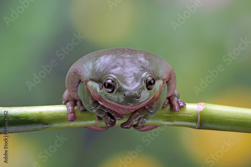 tree frog sitting on branch, dumpy frog close-up
