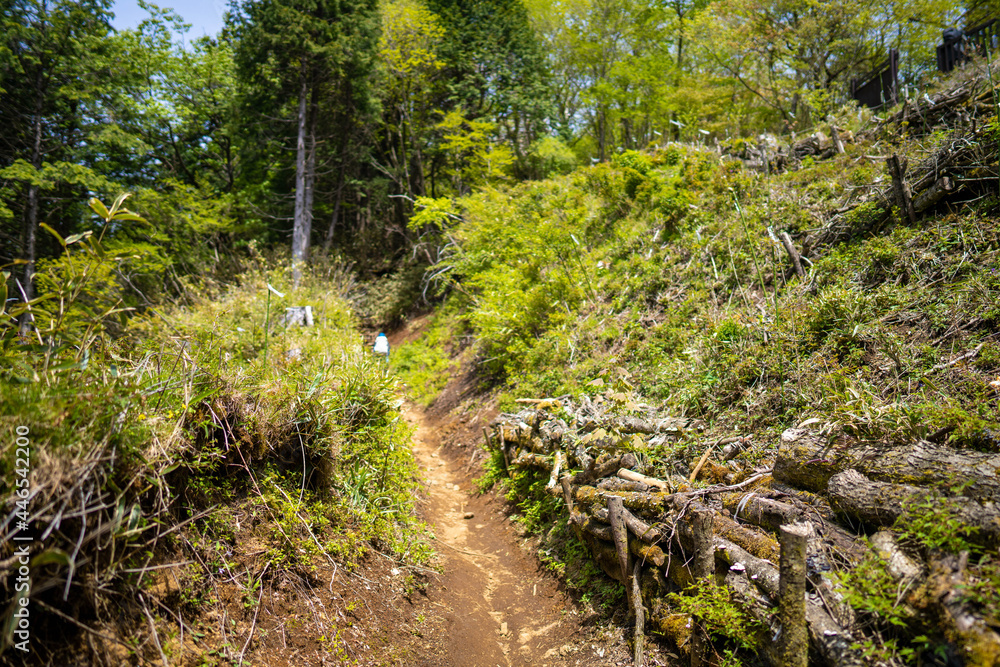 金時山の初夏の登山道の風景 A view of the trail in early summer at Mount Kintoki 金時山の初夏の登山道の風景 A view of the trail in early summer at Mount Kintoki