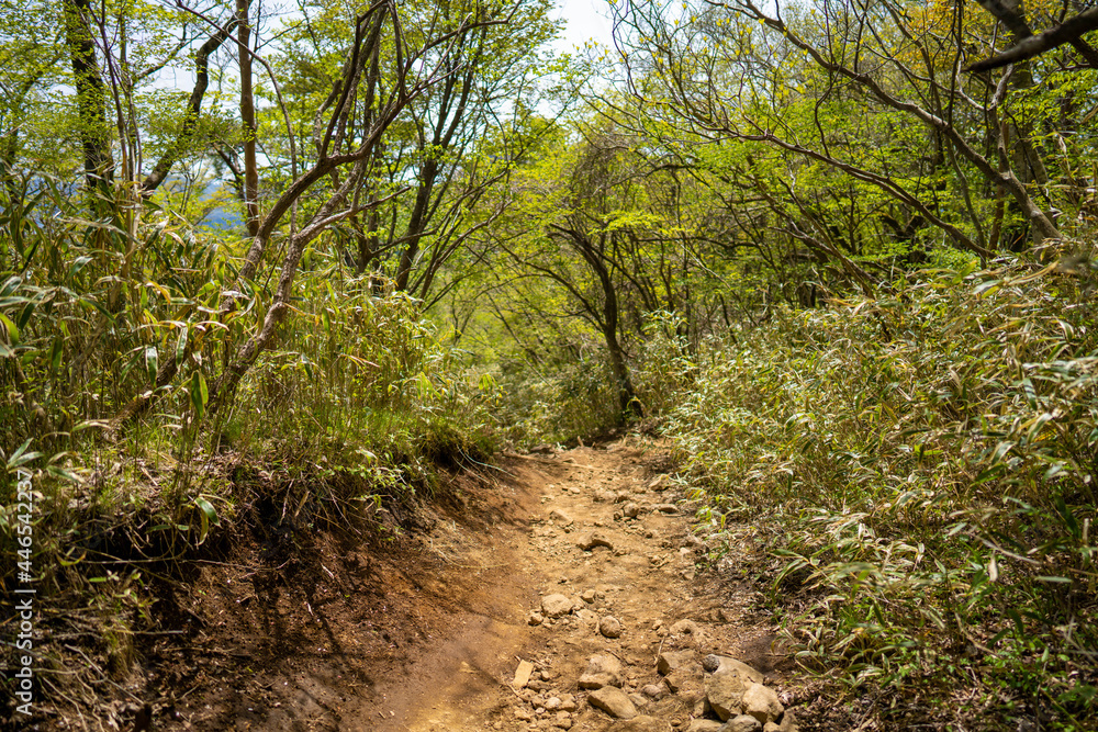 金時山の初夏の登山道の風景 A view of the trail in early summer at Mount Kintoki 金時山の初夏の登山道の風景 A view of the trail in early summer at Mount Kintoki
