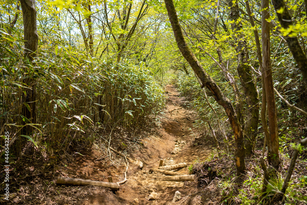 金時山の初夏の登山道の風景 A view of the trail in early summer at Mount Kintoki