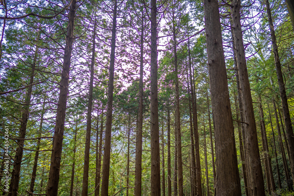 金時山の初夏の登山道の風景 A view of the trail in early summer at Mount Kintoki 金時山の初夏の登山道の風景 A view of the trail in early summer at Mount Kintoki
