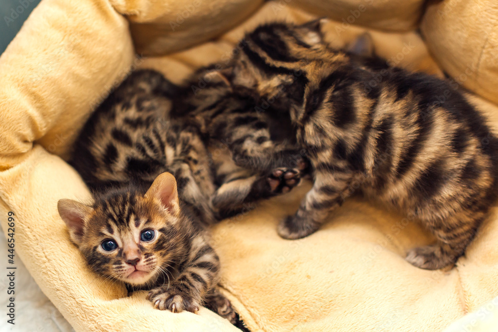 Three bengal charcoal kittens laying on the pillow Three bengal charcoal kittens laying on the pillow