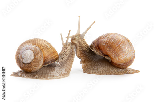 Two snails communicate with each other isolated on white background