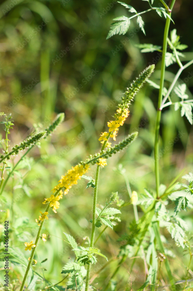 Common agrimony in bloom closeup with selective focus in background Common agrimony in bloom closeup with selective focus in background