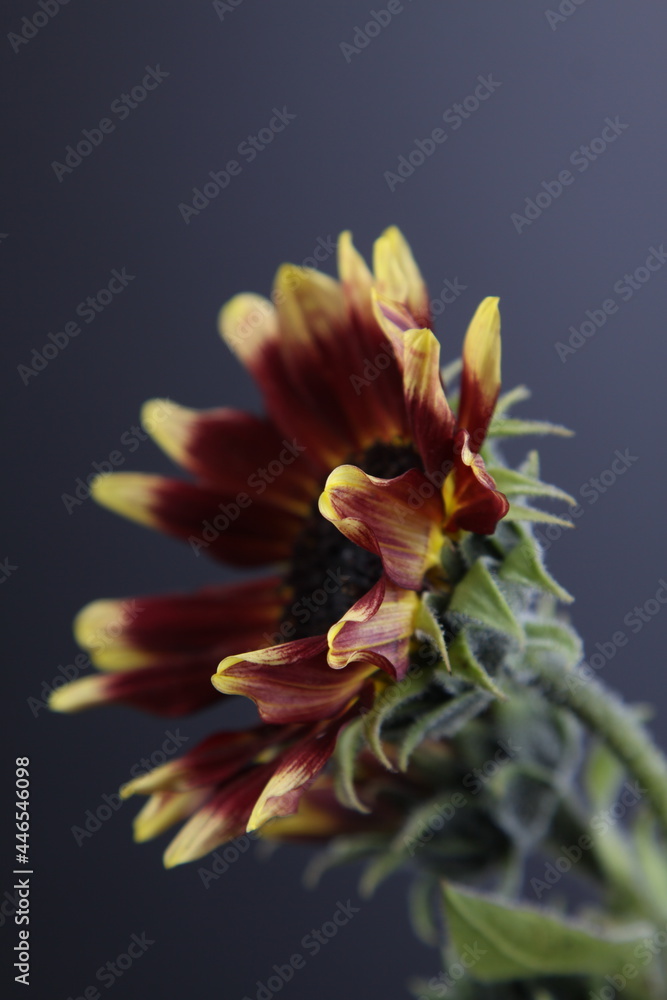 Fototapeta premium 해바라기 꽃사진